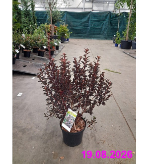 Physocarpus opul. 'Sweet Cherry Tea'® C 2,5 L